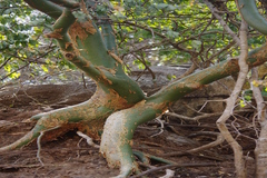 Commiphora caudata var. caudata